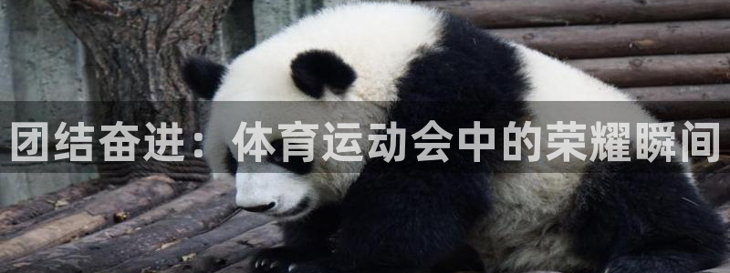 vsport体育官网下载招商电话是多少号码：团结奋进：体育运